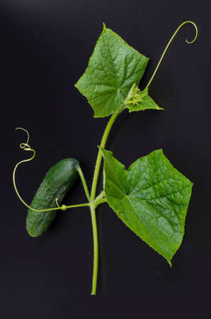 Green branch with leaves and cucumber on black backgroundの写真素材