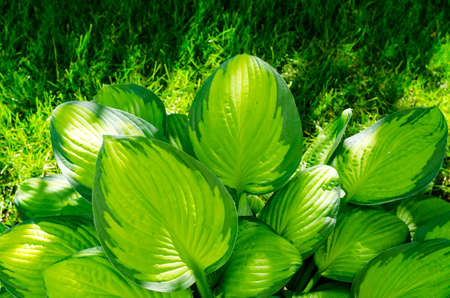 Hosta variegated in garden on background of grass.