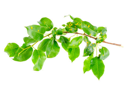 Rust on pear leaves, fruit plant disease.