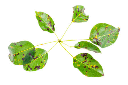 Rust on pear leaves, fruit plant disease.