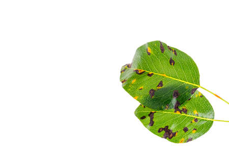 Rust on pear leaves, fruit plant disease.