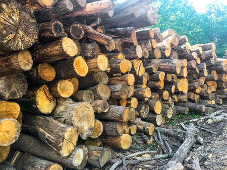 Various size cut tree trunks logs body firewood stack in forest. Deforestation area. Woodpile of...