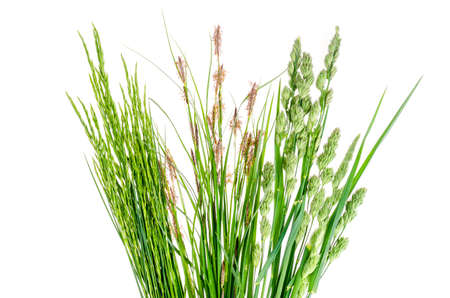 Set of wild green grass on white background.の写真素材