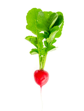 One fresh red radish with green leaves isolated on white background.の写真素材