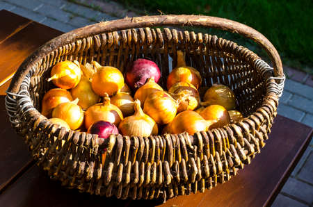 Woven vintage basket with onion headsの写真素材