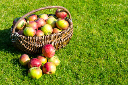 Ripe apples in old vintage wicker basket on background of green grassの写真素材