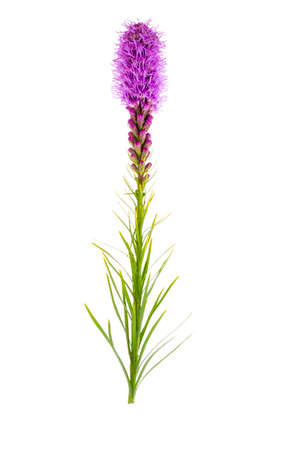 Single beautiful Liatris flower. Studio Photoの写真素材
