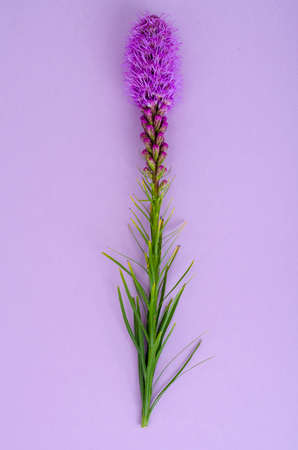 Single beautiful Liatris flower. Studio Photoの写真素材