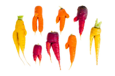 Ugly, deformed fresh organic carrots different color. Studio Photo