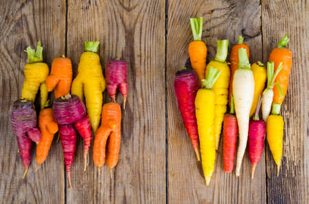Ugly, deformed fresh organic carrots different color. Studio Photoの写真素材