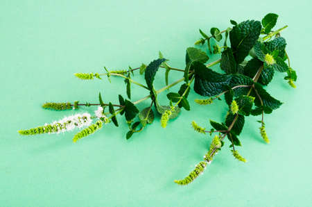 Peppermint. Mint grass with flowers close up. Studio Photoの写真素材