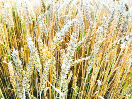 Spikes of rye on field in evening, sun. Studio Photoの写真素材