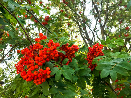 Red rowan berries with leaves on tree branches. Studio Photo
