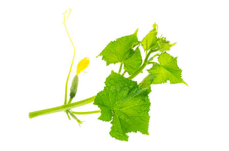 Green shoot and cucumber flower isolated on white background. Studio Photoの写真素材