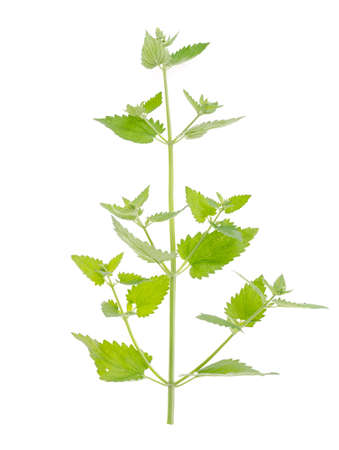 Freshly picked green lemon balm garden branch with leaves isolated on white background. Studio Photoの写真素材