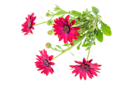 Bouquet of garden flowers of dark pink color. Studio Photoの写真素材