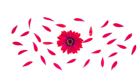 Red garden flower on white background. Studio Photoの写真素材