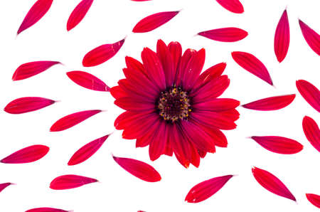 Red garden flower on white background. Studio Photoの写真素材