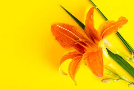 One flower pink garden daylily. Studio Photoの写真素材