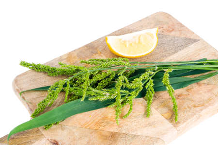 Green shoots of lemon grass, use in cooking. Studio Photoの写真素材