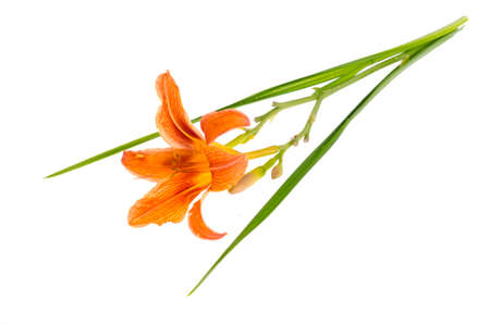 One flower pink garden daylily. Studio Photoの写真素材