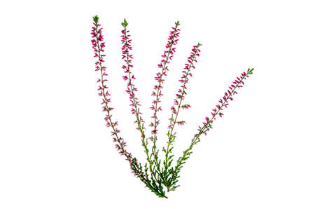 Blooming pink heather branches on white background. Studio Photoの写真素材
