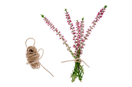 Blooming pink heather branches on white background. Studio Photoの写真素材