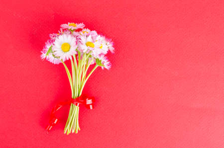 Bright paper background for holiday card with delicate pink daisies. Studio Photoの写真素材