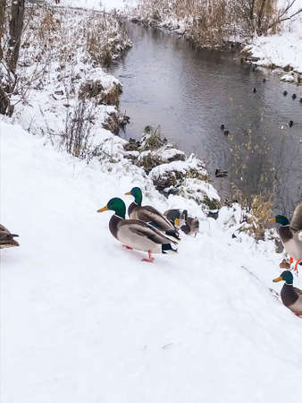 Winter. Ducks in snow on the river. Wintering of birds. Studio Photoの写真素材