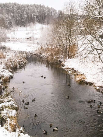 Winter. Ducks in snow on the river. Wintering of birds. Studio Photoの写真素材