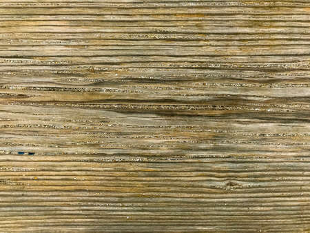 Background, texture of old unpainted boards. Studio Photo