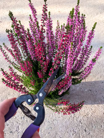 Care, pruning of dry shoots of plants in container. Studio Photoの写真素材
