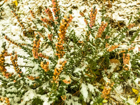 Plants, trees, shrubs, flowers under first snow in winterの写真素材