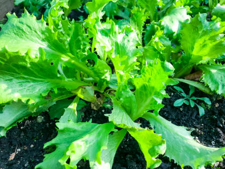 Mix of leaf lettuces growing on garden bed. Studio Photo