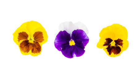 Beautiful viola flowers isolated on white background. Studio Photoの写真素材