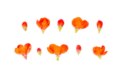 Delicate pink flowers of Japanese quince garden. Studio Photo
