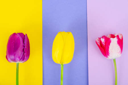 Buds of colorful tulips on bright background. Studio Photoの写真素材