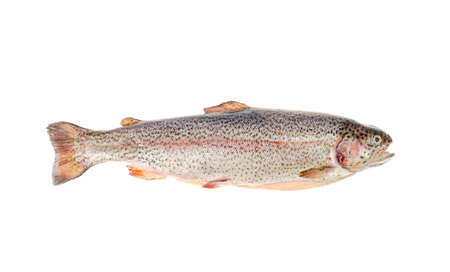 Fresh gutted chopped rainbow trout on white background.の写真素材