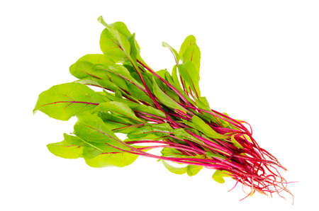 Young red beetroot sprouts isolated on white background. Studio Photo