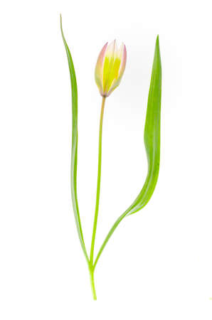 Delicate Scilla garden flower isolated on white background. Studio Photoの写真素材