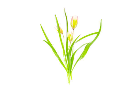 Delicate Scilla garden flower isolated on white background. Studio Photoの写真素材