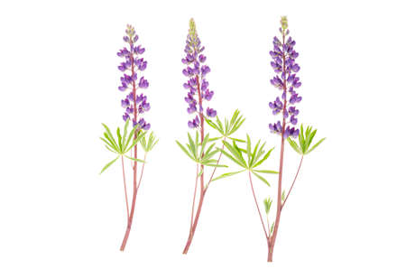 Purple lupine on white background isolated on white. Studio Photoの写真素材