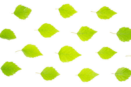 Ornament, texture of green birch leaves on  white background. Studio Photoの写真素材