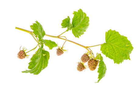 Rubus idaeus with green unripe berries. Studio Photo