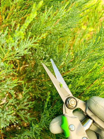 Garden care. Coniferous pruning, trimming