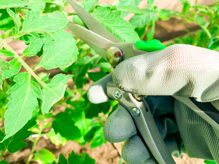 Pruning and care of tomato in greenhouse.