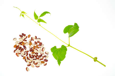Bean grains colored and green sprout on white background.