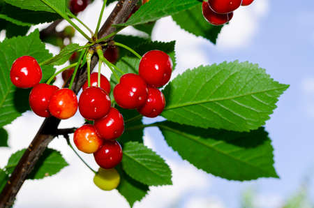 Red berries of cherry, cherries ripen on tree branch.