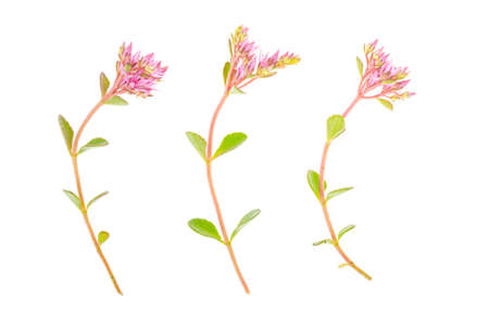 Sedum groundcover flowers isolated on white. Studio Photo