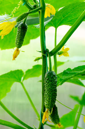 Gherkins cucumbers grow on branch in greenhouse. Studio Photoの写真素材